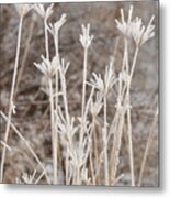 Winter Warm Colors With Frost Metal Print