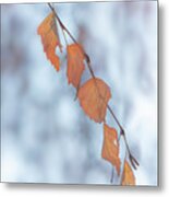 Winter Weeping Birch Leaves Metal Print