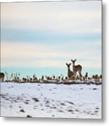 Winter Whitetails Metal Print