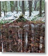 Winter Woods Reflection In A Pool Of Leaves, Vertical Metal Print