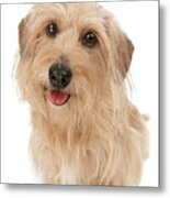 Wire Haired Doxie Joy Metal Print