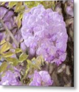 Wisteria Bloom Metal Print