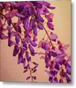 Wisteria Blossoms In Spring 5 Metal Print