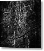 Witches Broom Metal Print