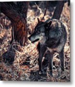 Wolf Metal Print