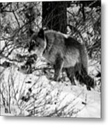 Wolf In The Snow Metal Print
