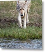 Wolf Strolling To The River Metal Print