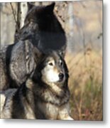 Wolves Bask In The Sun Metal Print