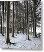 Woodland Scene In Snow Metal Print