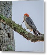 Woodpecker Feeding Metal Print