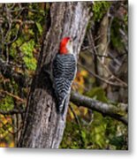Woodpecker Metal Print