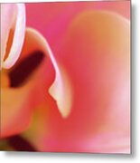 Wrapped In Pink Metal Print