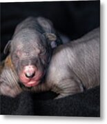 Xoloitzcuintle Puppies Metal Print