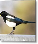 Yellow-billed Magpie Metal Print