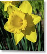 Yellow Blossom Of A Sunlit Daffodil In Spring Metal Print