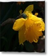 Yellow Daffodil 6 Metal Print