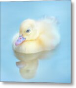 Yellow Duckling Reflections Metal Print