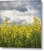 Yellow Field With Rapeseed Oil Plant Metal Print