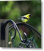 Yellow Finch Male Metal Print