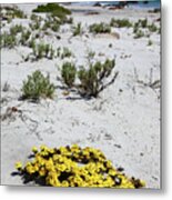 Yellow Flowers On The Beach Chile Metal Print