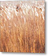 Yellow Grasses Metal Print