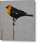 Yellow Headed Black Bird 3 Metal Print