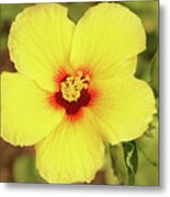 Yellow Hibiscus Blossom Brightens The Day Metal Print