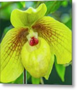 Yellow Lady Slipper Orchid Metal Print