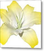 Yellow Lily Flower Best For Shirts And Bags Metal Print