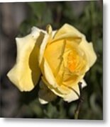 Yellow Rose Speaks Metal Print