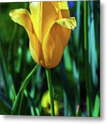 Yellow Tulip Metal Print