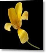 Yellow Tulip Still Metal Print