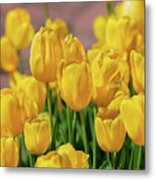 Yellow Tulips, No. 1 Metal Print
