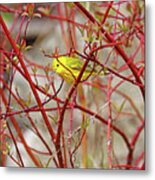 Yellow Warbler In Red Dogwood Metal Print