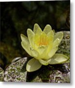 Yellow Water-lily With Water Droplets From A Recent Rain Shower. Metal Print