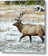 Yellowstone Elk Metal Print