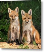 Young Fox In The Wild Metal Print