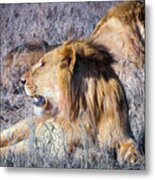 Young Lions Metal Print