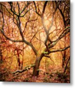 Young Live Oak Tree In The Maritime Forest Of The Crystal Coast Metal Print
