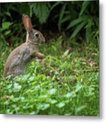 Young Rabbit In The Meadow Metal Print