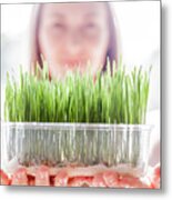 Young Woman Holding Plastic Tray With Fresh Green Wheatgrass Seedlings Metal Print