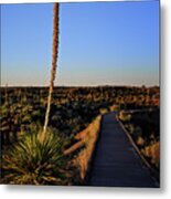 Yucca By The Path Metal Print