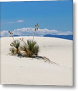 Yuccas In White Sands Metal Print