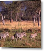 Zebra Family Landscape Metal Print