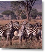 Zebra Herd Metal Print