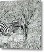 Zebra In The Bush Metal Print