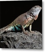 Zebra Lizard Metal Print