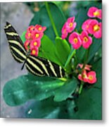 Zebra Longwing Butterfly Metal Print