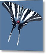 Zebra Swallowtail Butterfly Metal Print