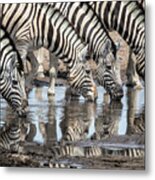 Zebras At Chudob Waterhole Metal Print